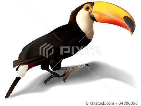 Toucan Toucan 34806056