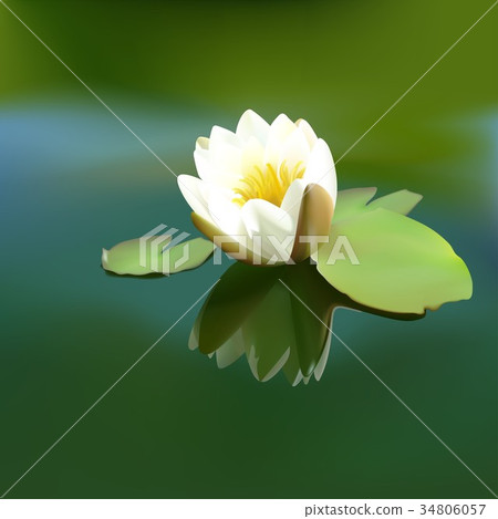 White Lotus Flower 34806057