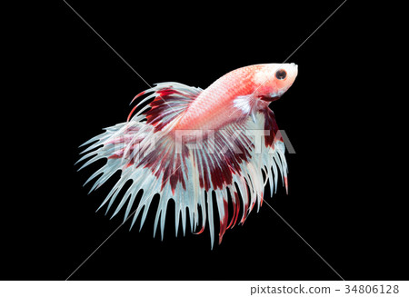 crown tails fighting fishs isolated on black 34806128