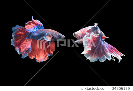 emotion of 2 Siamese fighting fish 34806129