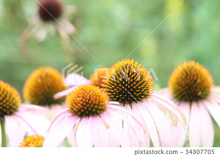 Echinacea Parida 34807705