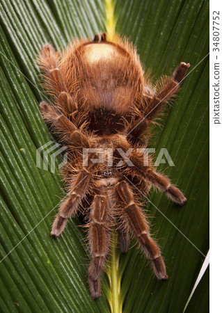 Tarantula the spider Tarantula the spider 34807752