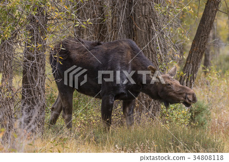 Cow Moose in Fall 34808118
