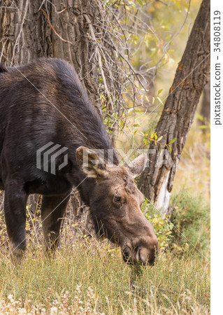 Cow Moose in Fall 34808119