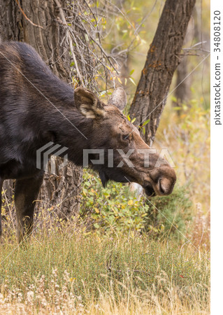 Cow Moose in Fall 34808120