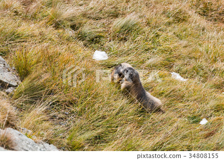 Alpine marmots on autumn mountain slope Alpine marmots on autumn mountain slope 34808155