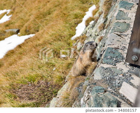 Alpine marmot on autumn mountain slope Alpine marmot on autumn mountain slope 34808157