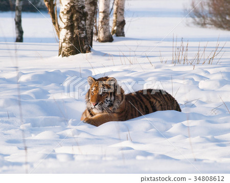 Siberian tiger lying on snow - Panthera tigris 34808612
