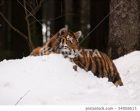 Siberian Tiger having rest in wild winter nature 34808615