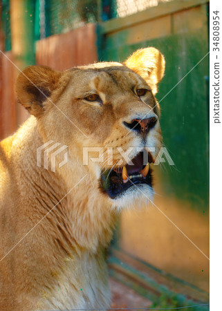 Portrait of african lioness on blurred background. 34808954