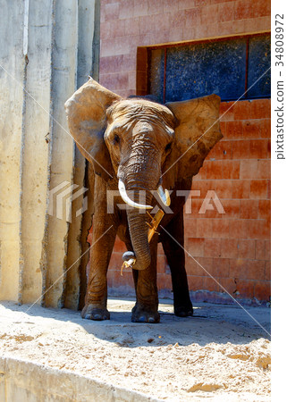 african elephant on beautiful sunny day in zoo. 34808972
