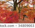 Autumn leaves in Tofukuji temple, Kyoto, Japan. 34809663