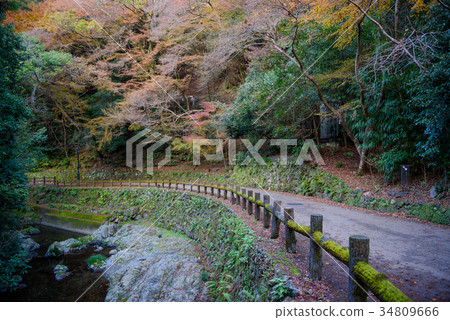 Autumn scenery forest at Minoo waterfall, Osaka 34809666