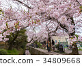 Philosopher's Walk with sakura (cherry blossom) 34809668