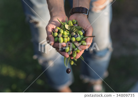 Handful of olives, Taggiasca or Cailletier 34809735