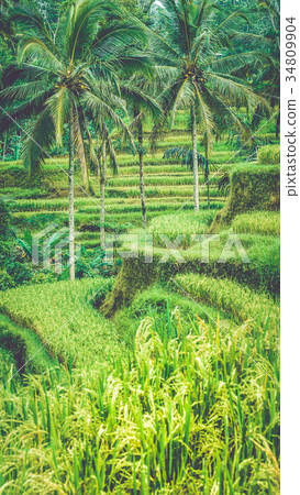 Close up of Beautiful Huge Palm Tree in Amazing 34809904