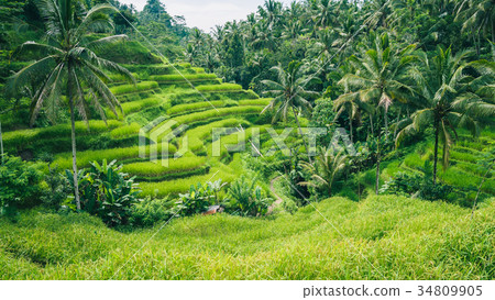Palm Trees in Tegalalang Rice Terrace, Ubud, Bali 34809905