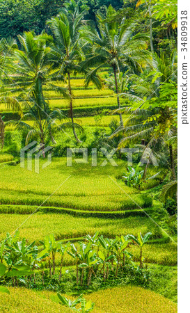 Beautiful palm trees growing in cascade amazing 34809918