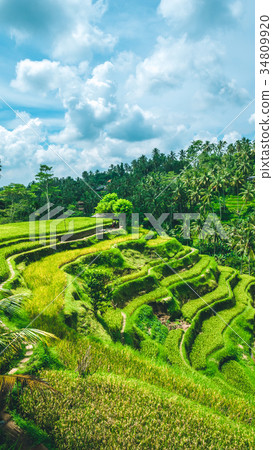 Moving rainy clouds over amazing tegalalang Rice 34809920