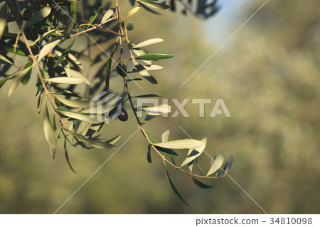Olive tree branch handing from above Olive tree branch handing from above 34810098