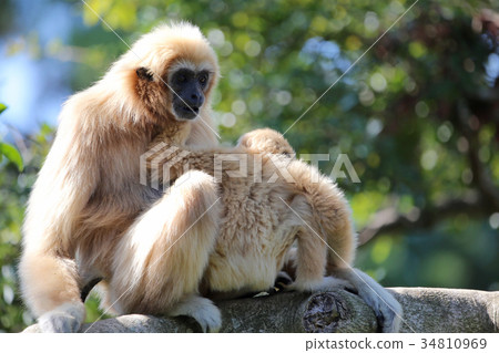 White gibbon White gibbon 34810969