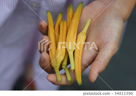 拿著金針花 34811390