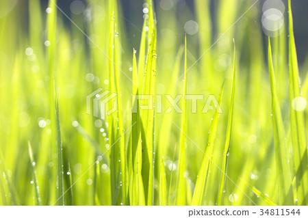 Green grass droplets 34811544