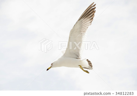 Seagull 34812283