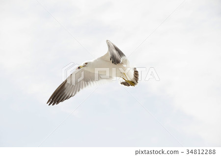 海鷗 34812288