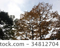 初秋的森林 34812704