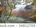 霧中的森林 34812709