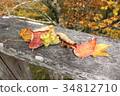 秋天的樹葉 34812710