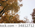 黃色的樹 34812712