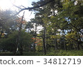 樹木	 34812719