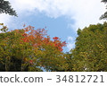 初秋的森林 34812721
