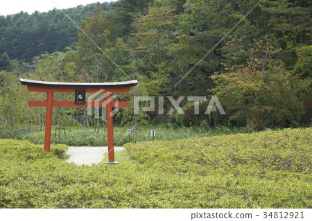 Oshino Shinoninosato Oshino Shinoninosato 34812921