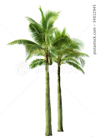 Palm and coconut tree at beach Palm and coconut tree at beach 34812945