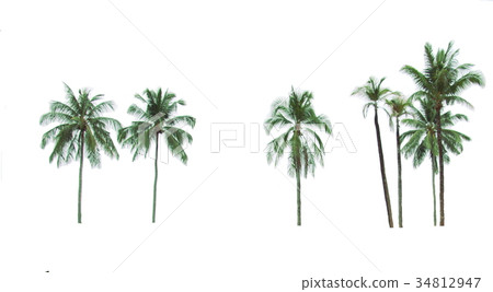 Palm and coconut tree at beach Palm and coconut tree at beach 34812947