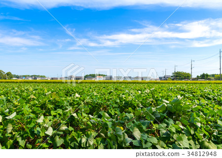 甘藷田 甘藷田 34812948