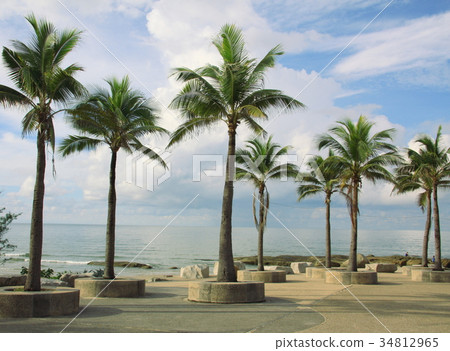 Palm and coconut tree at beach 34812965