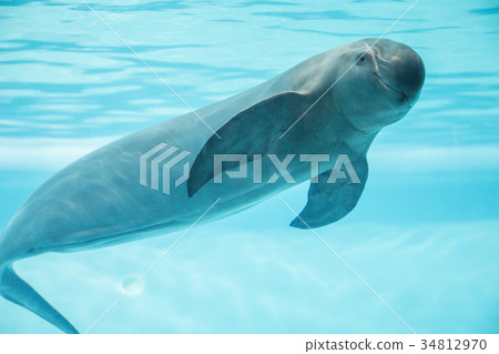 Finless Porpoise 34812970