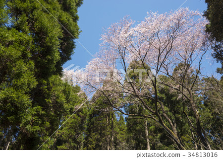 雪松森林包圍的江戶Gigan櫻桃樹 雪松森林包圍的江戶Gigan櫻桃樹 34813016