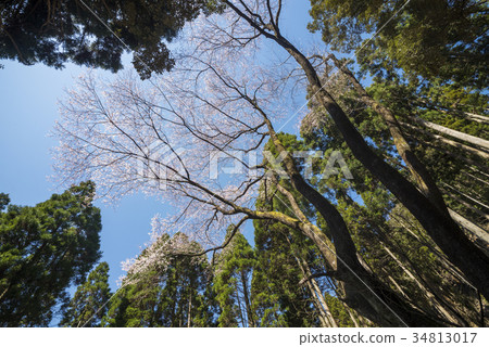 雪松森林包圍的江戶Gigan櫻桃樹 34813017