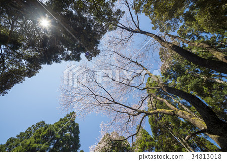 Edo Gigan櫻桃樹和雪松森林包圍的太陽 34813018