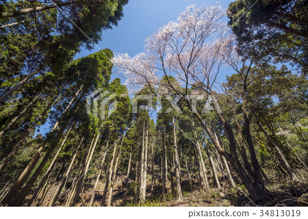 Edo Gigan cherry tree surrounded by cedar forest 34813019