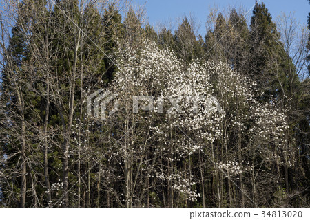 Kobushi花在森林裡 34813020