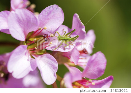 Yabukiri的幼蟲在喜馬拉雅Yukinoshita的花 Yabukiri的幼蟲在喜馬拉雅Yukinoshita的花 34813021