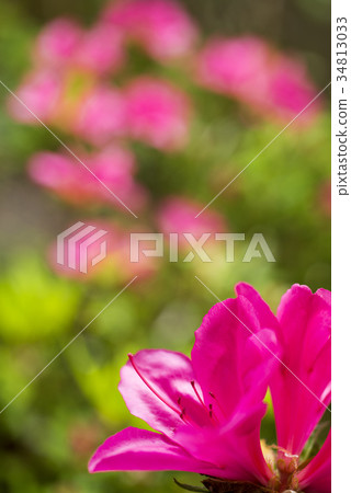 Miyakotsuji的花和模糊 34813033