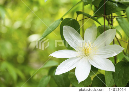 White tessen flower in green White tessen flower in green 34813034