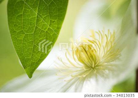 關閉綠色葉子和白色tessen花 34813035